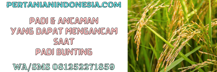 padi,ancaman,gangguan,padi,bunting,pertanian indonesia